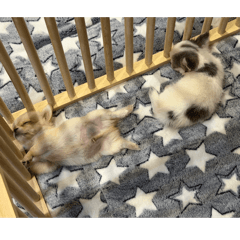 Money Richie the chihuahua_2