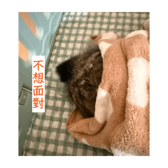 Yawen_20260421095737