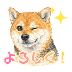 Shiba Inu Kaede: Chill Daily Sticker