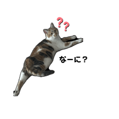 achamo_20260421000829