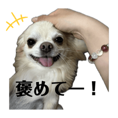 cocoa_20260421005205