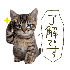 My cat-brown tabby cat