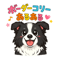 Border Collie Life: Smart & Active!