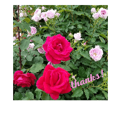 flowers nature