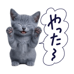 My cat/British Shorthair