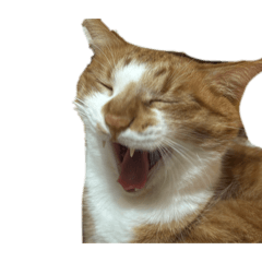 妹妹喵喵喵喵喵