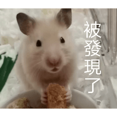 斑斑果果的日常生活