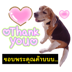 Halffy the beagle RIP