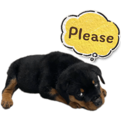 pppiyanan_20260420232024