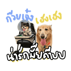 HengHeng The Golden I