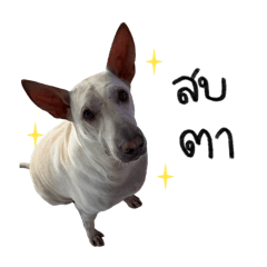 SAMUI - Doggy Laeng Tai