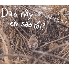 nichiet_20260417230150