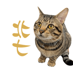 BU來了