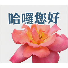 【花卉禮儀】日常必備貼圖：親切問候完整版
