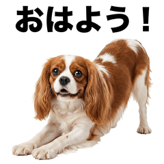 Cavalier King Charles 問候貼圖