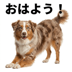 Mini American Shepherd 問候貼圖