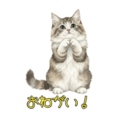 Norwegian Forest Cat Vol.4