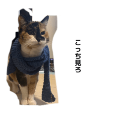 kimbo_20260421162146