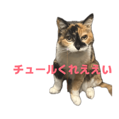 kimbo_20260421163213