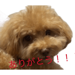 jewel_20260421181920