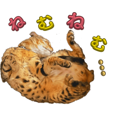 6938 house_20260421183122