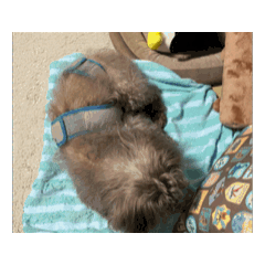 fox_20260421213710