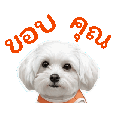 dog kawai_20260421155205