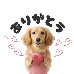 COCO the Dachshund Cute Daily Stickers