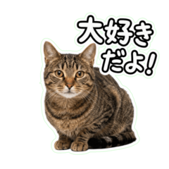 Brown Tabby Japanese Greeting 16