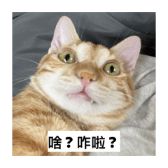 小貓貓貓貓貓貓