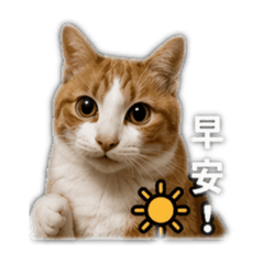 可愛的橘色虎斑小橘貓