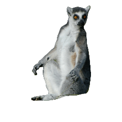 Ring-tailed Lemur (photo)