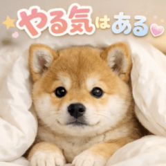 飛び出す♡やる気ないわんこ