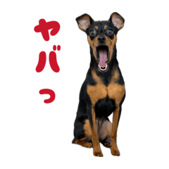 ojisan_20260421135933