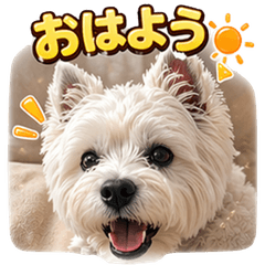 Fluffy Westie Lion's Daily Stickers