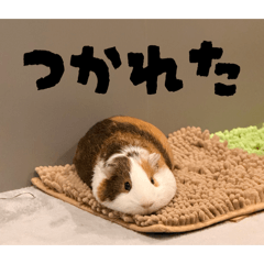 モルモットという名のちくわ