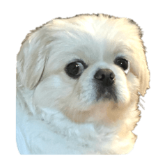 benini_20260421212256