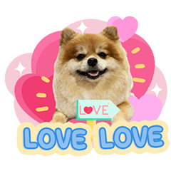 Here is my lovely pet