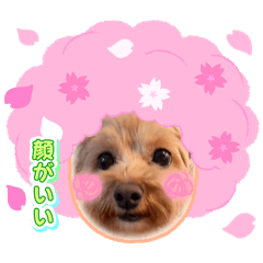 Momomo_20260421185440