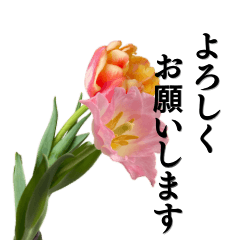 Elegant Flowers With Polite Form2