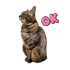 Cute cat stickers, everyday version