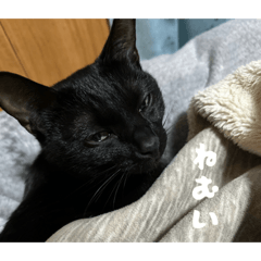 Nsnsh _maron_20260421143920