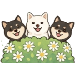 Yume the Shiba Inu and the children#1