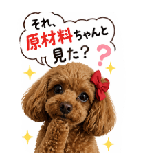 A foodie cuty toy poodle