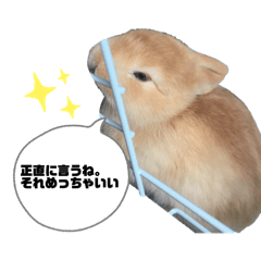 Shino_20260422065541