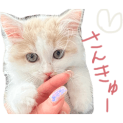 soara_20260422065734