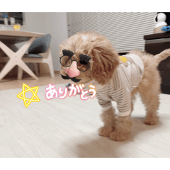 inudaisuki_20260422070809