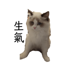 可可愛愛沒腦袋（兩元篇）