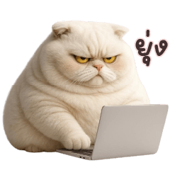 Super chubby white cat tuatung!