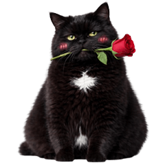 Black cat with white spots (No text)